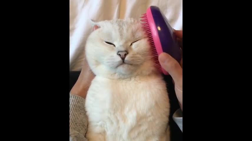 Lovely cat who enjoys grooming very much.