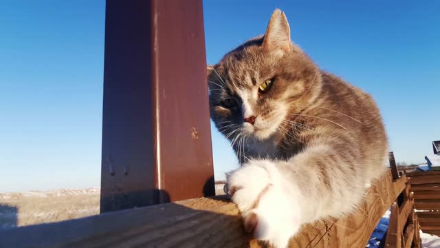super cute cat