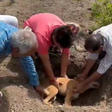p shorts _ Dog videos _ D O G _ Dog death video _ #dogs #rip #shorts
