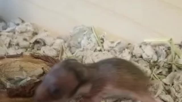 Fresh baby hamster exploring