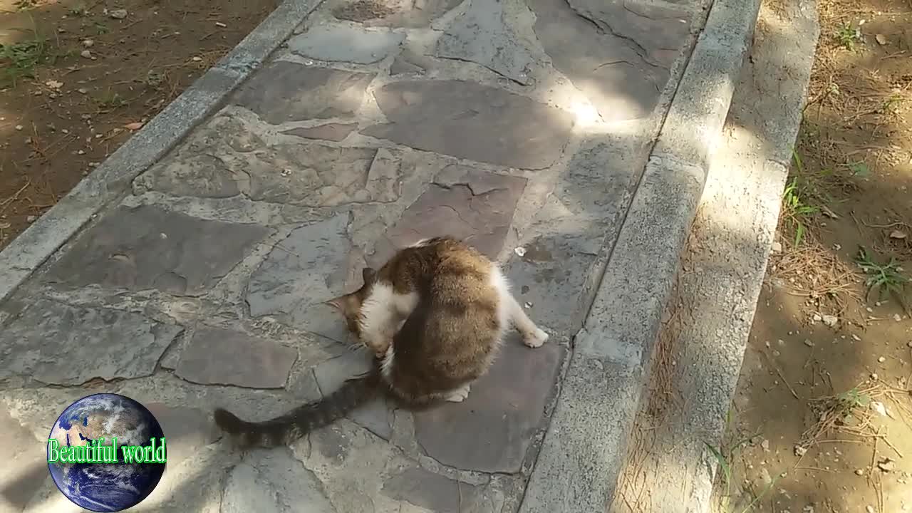 funny cat | Playful cat | cats | cat | most popular cat video | popular cat video