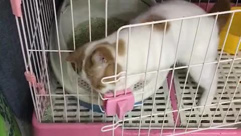 The cat wants to take a walk outside the pet cage