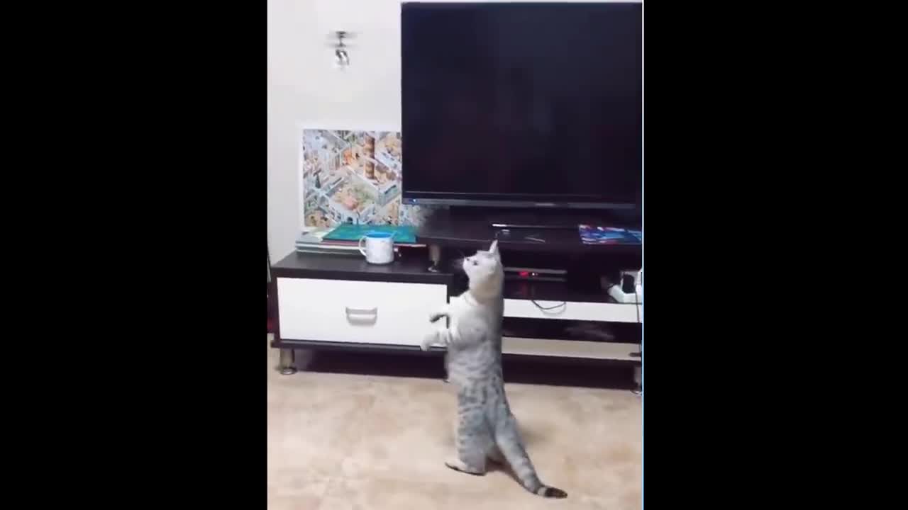 Cat punches drone