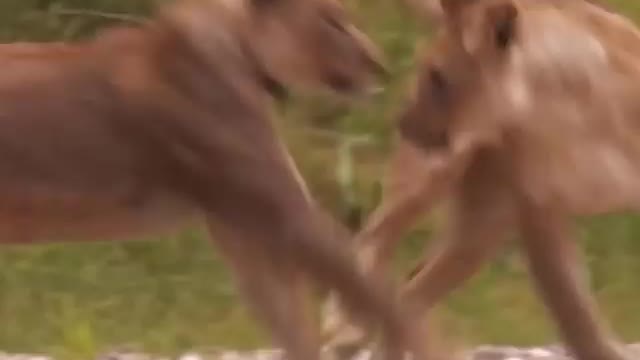 Wild Animals life