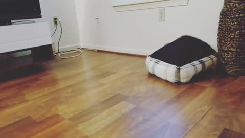 LOOK THE PUPPY'S BED IS HAUNTED!