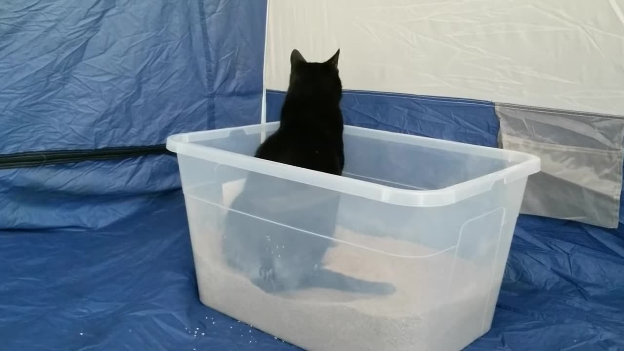 20240222 092631 Tux Litter Box