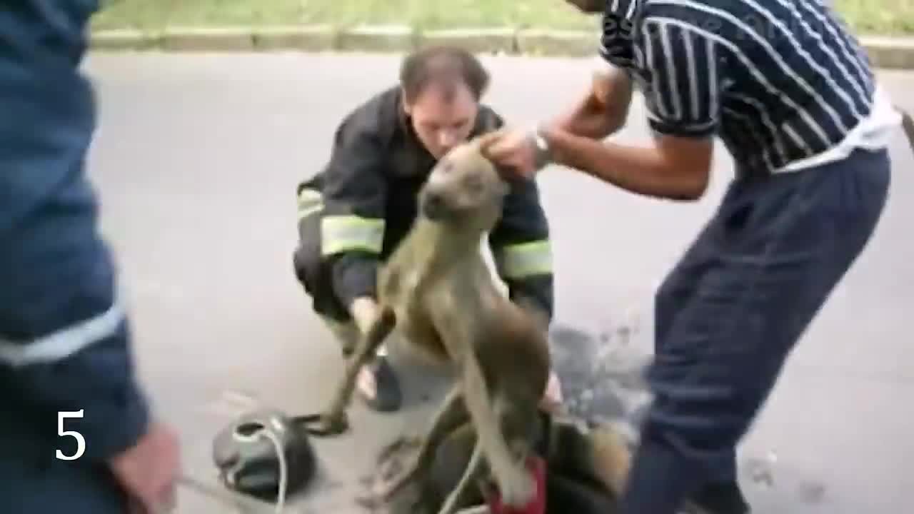 Heartbreaking animals rescue videos