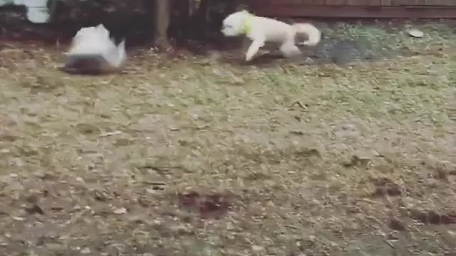 Poodle faceplant garage backyard