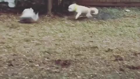 Poodle faceplant garage backyard