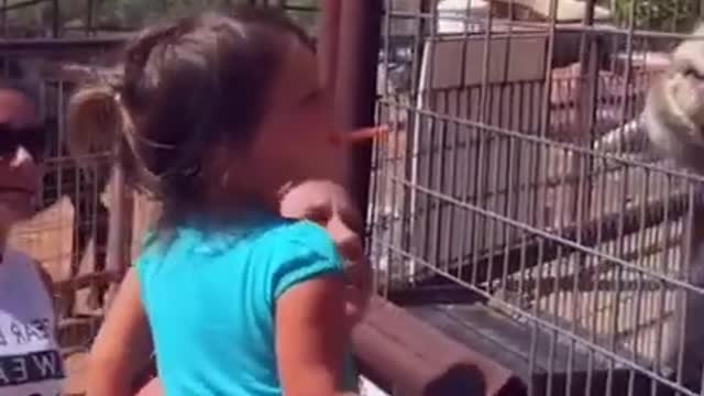 Funniest Baby at the Zoo 🐶😻 Funny Animals Reaction 😇 Try Not To Laugh