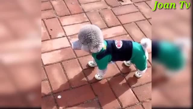 Baby Dog funny