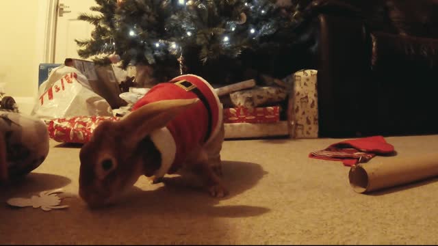 This Adorable Bunny Insists On Being Involved In Christmas!