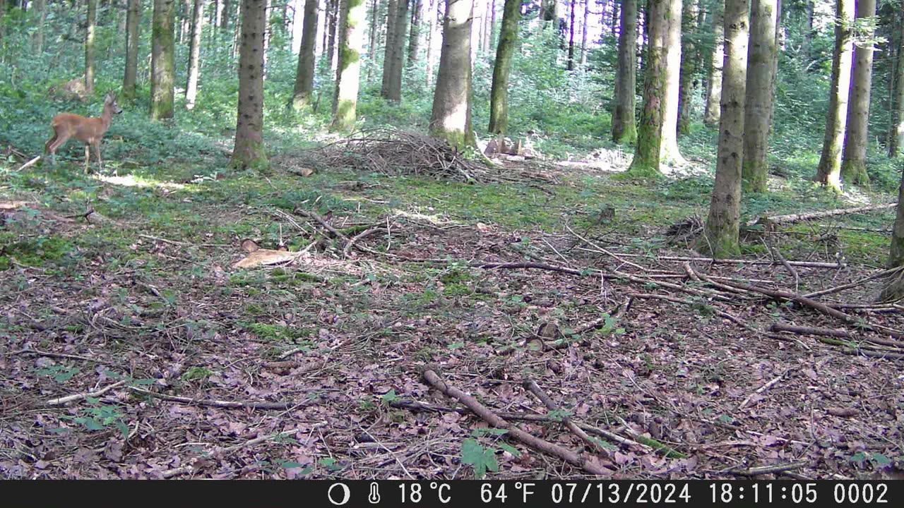 Male deer in a Swiss forest - Reh-Männchen in einem Schweizer Wald