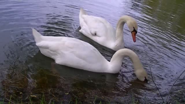 Two Beautiful Swans Eating Underwater Plant In The Lake