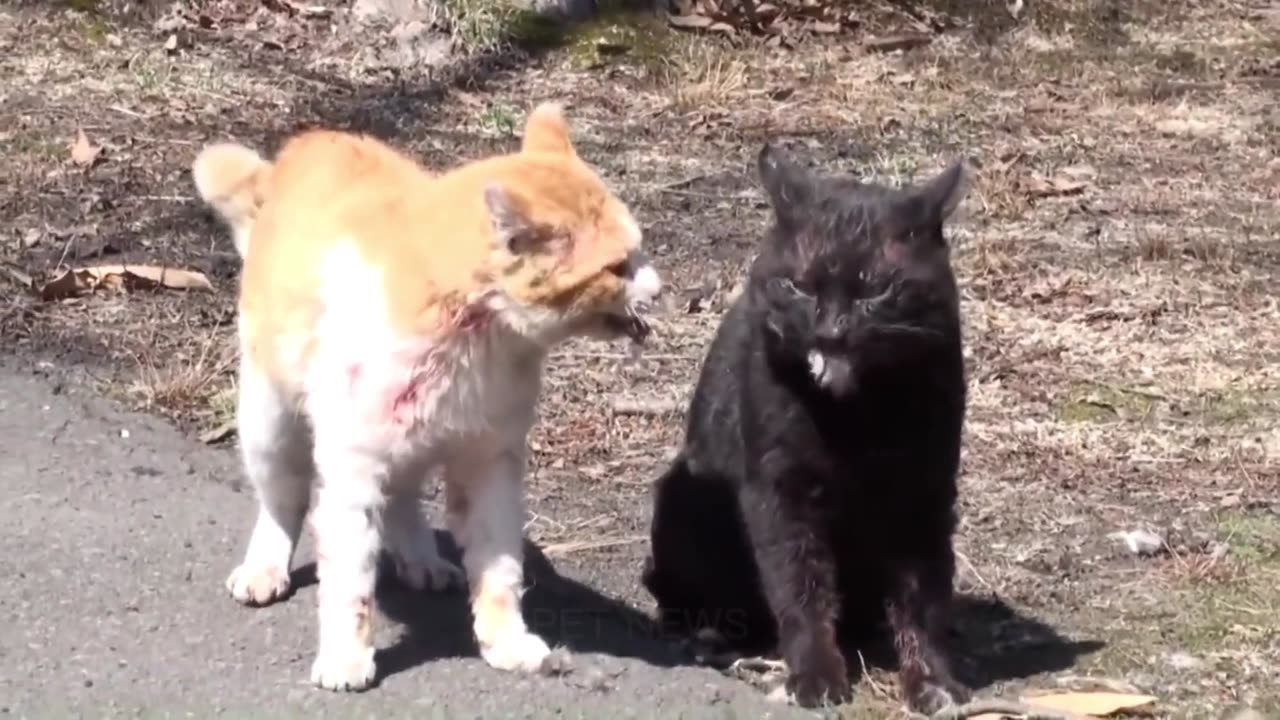 Funny Cats Fighting