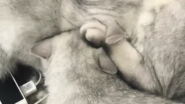 Little cat drinking milk in mother's arms