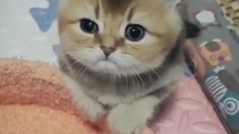 Cute cat