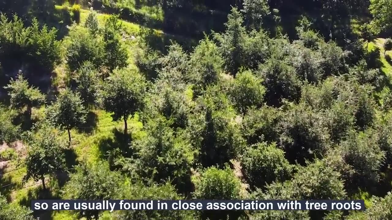 World's Most Expensive Mushroom Cultivation - Truffle Farming and harvesting - Truffle Processing