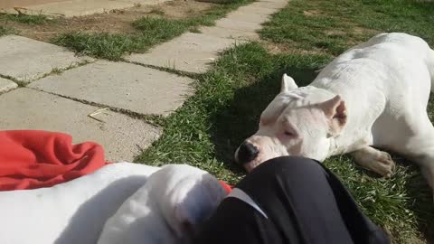 Baby Dog and Her mother so cute