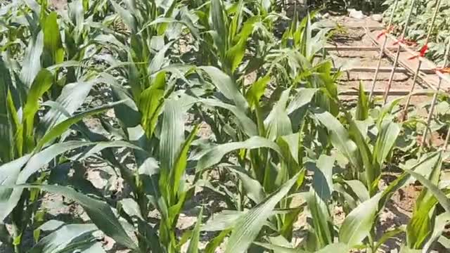 green corn seedlings