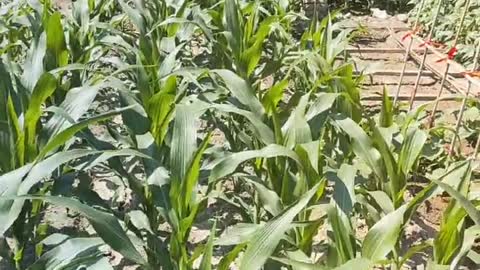 green corn seedlings