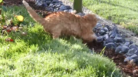 EPIC CATS FIGHT OVER TERRITORY (ANGRY CATS) DON'T MESS IT