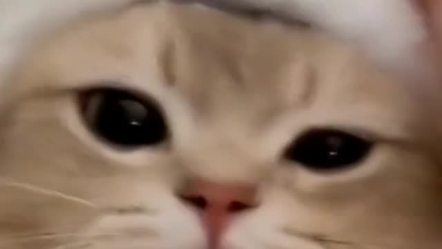# there are cute pets # cute pets # healing cats # cats # lovely kittens # record cats daily # cats