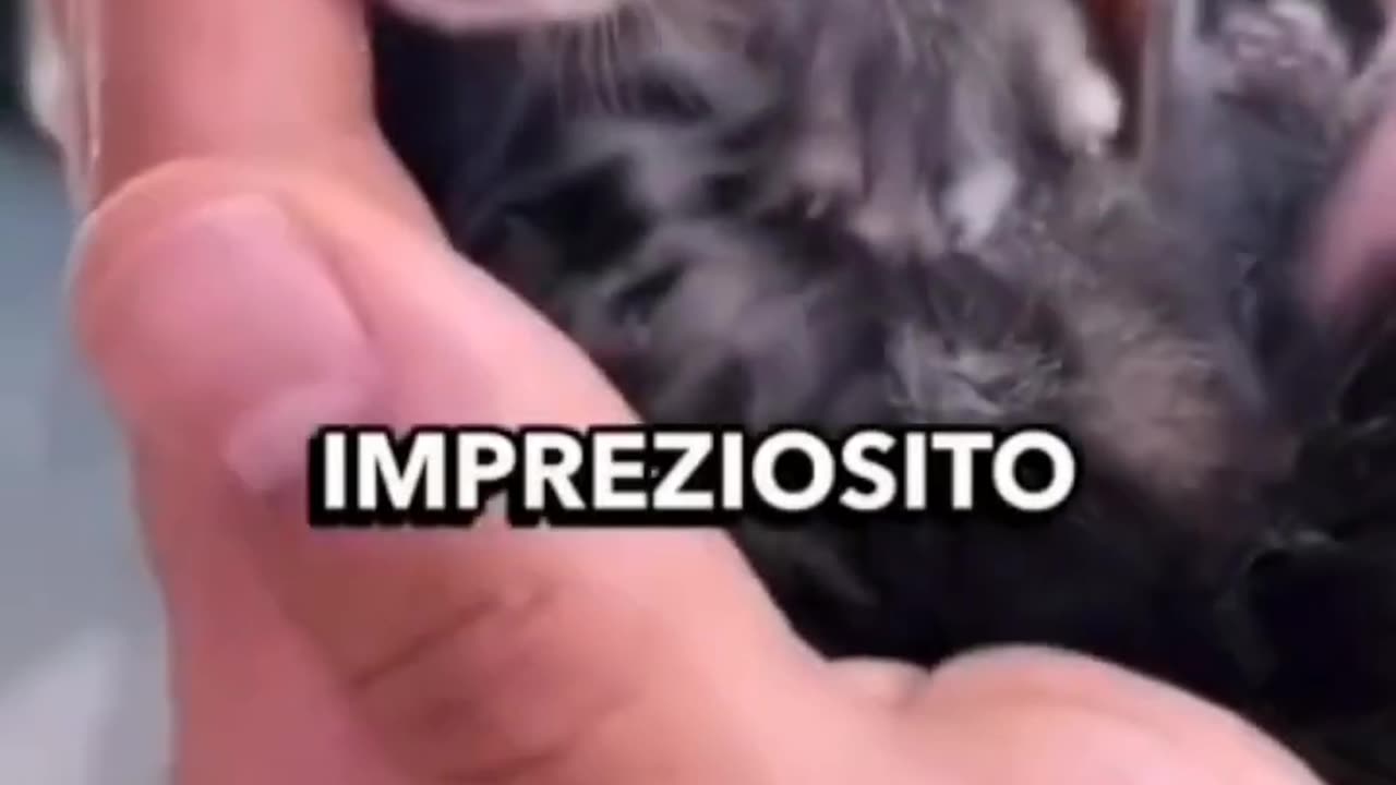 Interessato a un Maine Coon_ 🐱 #shortvideo #mainecoon #gatto #animali #pets