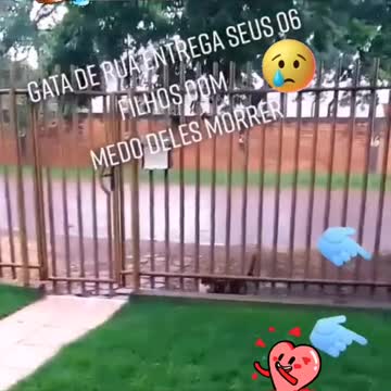 🐶Mother's love brings the hungry child shorts