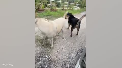 Animals funny video