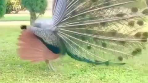 Peacocks have beautiful plumage