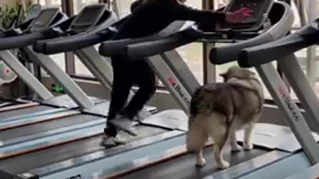 Funny and Cute Dogs Videos Compilation 2021