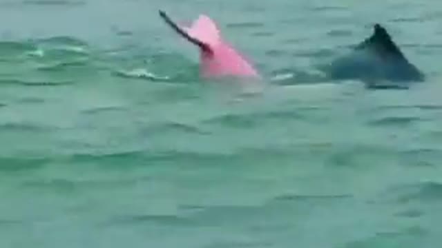 Pink Dolphin