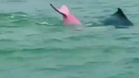 Pink Dolphin