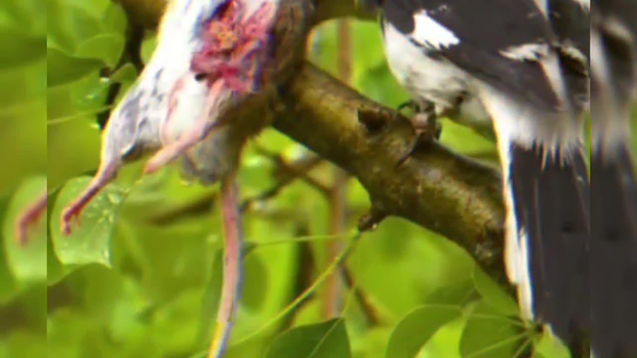 This bird impales a victim for a thorn | Bird lover | Animal lens | Rarest Capture | Animal hunting.