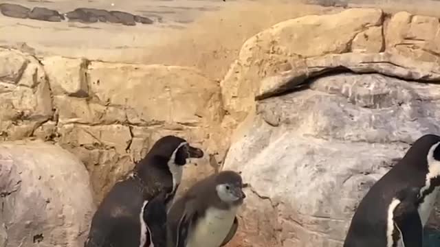 Humboldt's Penguin