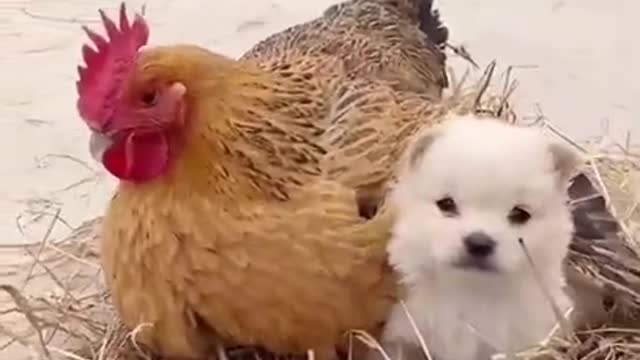 Cute puppy with a chicken and he chick.