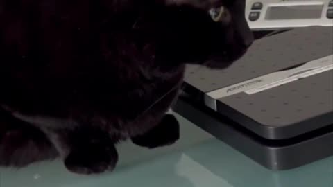 Adopting a Cat from a Shelter Vlog - Cute Precious Piper Guards the Office Postal Scale #shorts