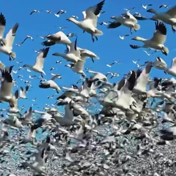 Sky explodes with a cacophony snow geese makes a heavenly beautiful view
