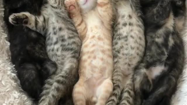 Color-Coordinated Kittens Napping and Purring with Lullaby