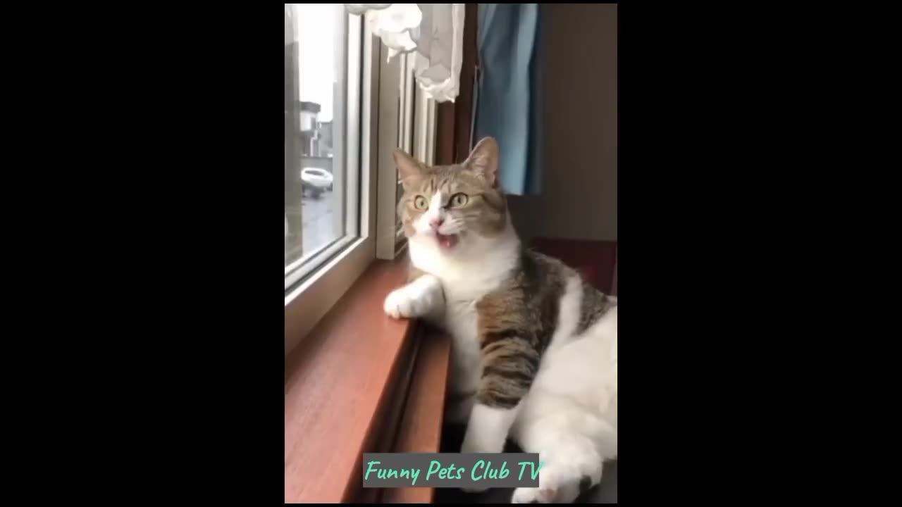 Paws & Giggles: Hilarious Cat and Dog Moments Unleashed!