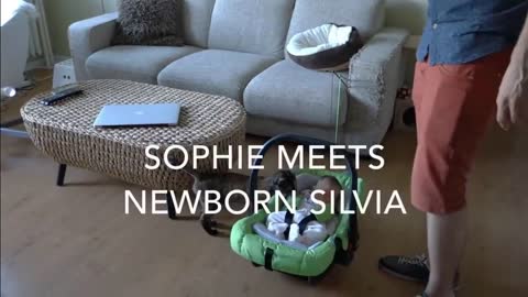 Cats Meeting Babies for the FIRST Time 2020