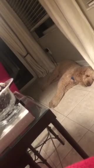 Fluffy Boy Has a Dream