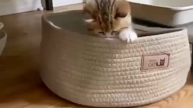 funny Baby Cats - Cute and Aww Cat Videos Compilation - Cute Animals#7(#cute #cat #babies #animals)