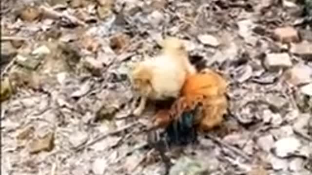 Chicken VS Dog fight