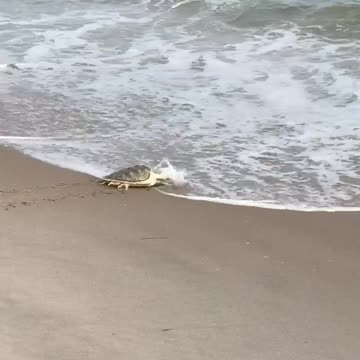 Sea Turtle Finally Goes Home! Watch!