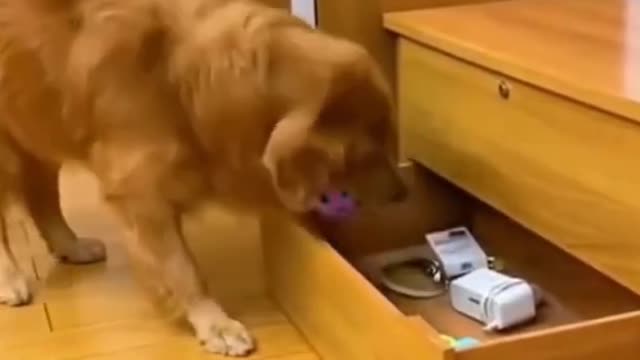 Cute Dog😍🐶🐕 Golden Retriever takes Care of little baby👶👶 must watch till end