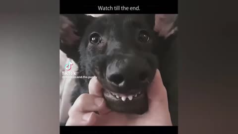 Funny Dog And Cut