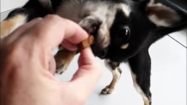 Treats For Truffles The Chihuahua!! 🍖🍖