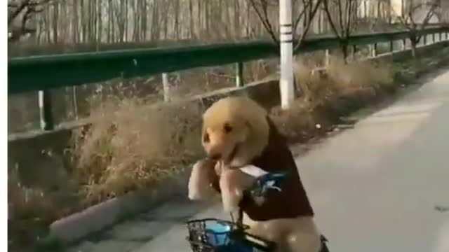Dog Can Ride Bikes! Funny 🤣 dogs video